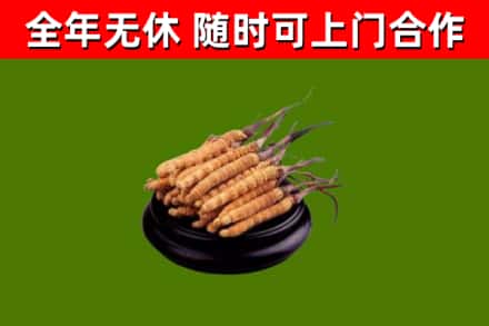 惠州市回收散虫草